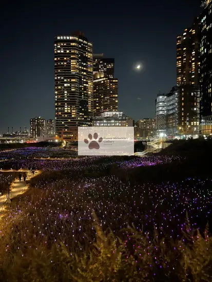 NYC Manhattan: Field of Light at Night Exhibition Digital Photo