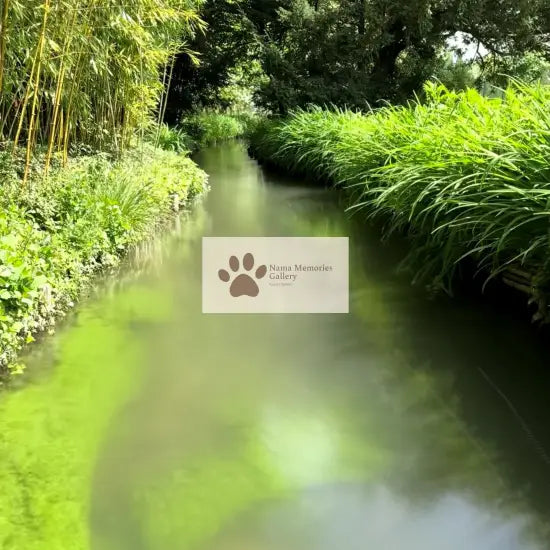 Paris - Claude Monet Garden Quiet Stream - Travel Digital Photo Image