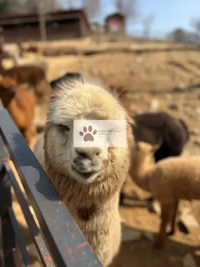 Seoul - Alpaca Friend