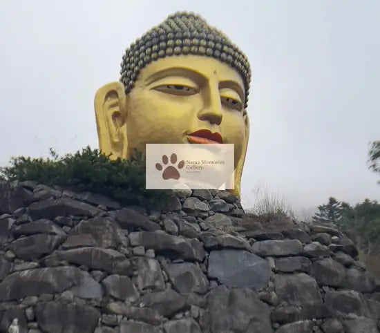 Seoul - Buddha Staring