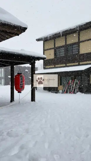 Japan | Vibrant and Serene Charm