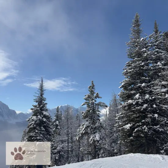 Banff Lake Louise Evergreen