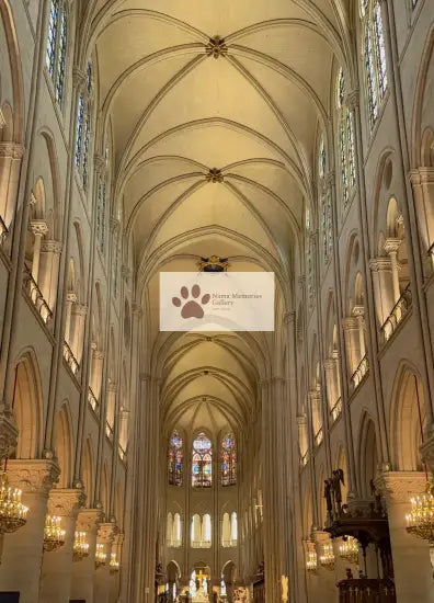 Paris - Nortre Dame Cathedral Illumination - Travel Digital Photo Image