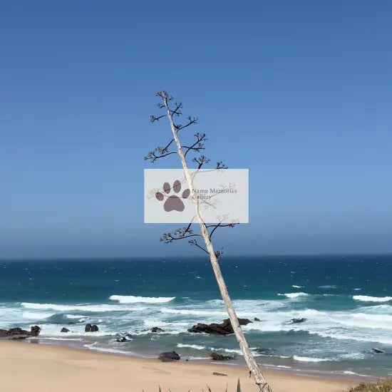 Portugal - Lonely Tree - Lisbon Coastline Biking - Travel Digital Photo