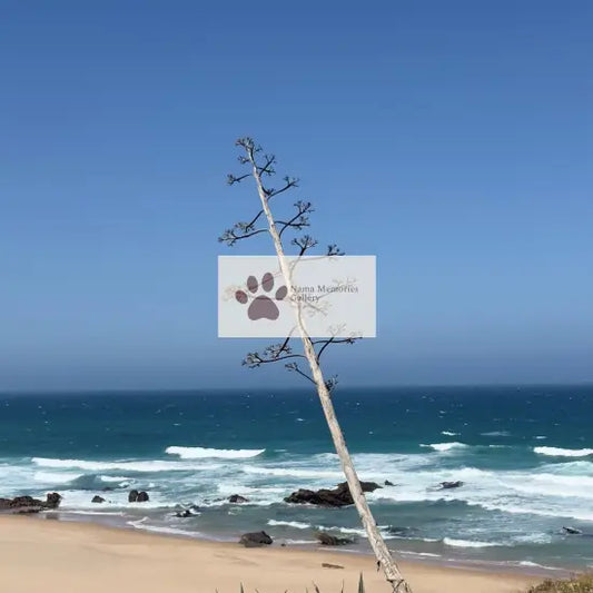 Portugal - Lonely Tree - Lisbon Coastline Biking - Travel Digital Photo