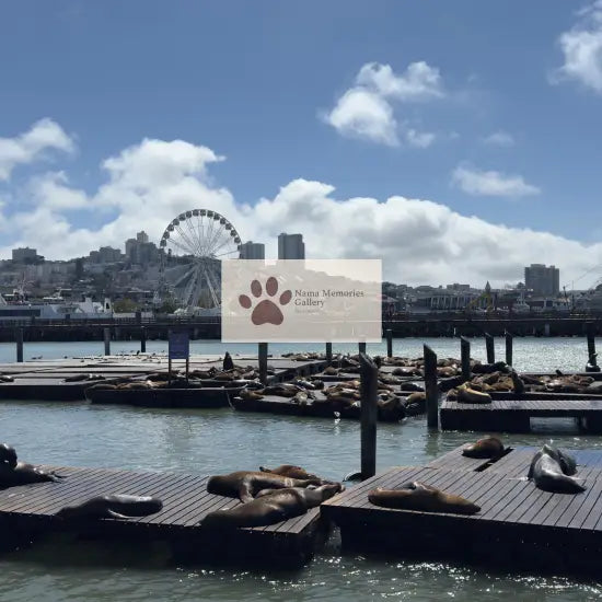 San Francisco Cute Seals with Striking Fisherman Wharf’s Skyline Travel Digital Photo