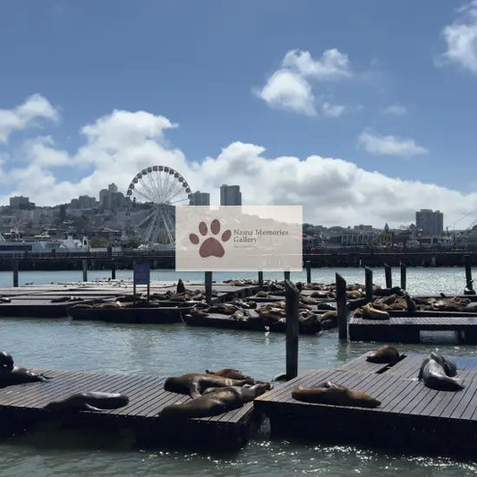 San Francisco Cute Seals with Striking Fisherman Wharf’s Skyline Travel Digital Photo