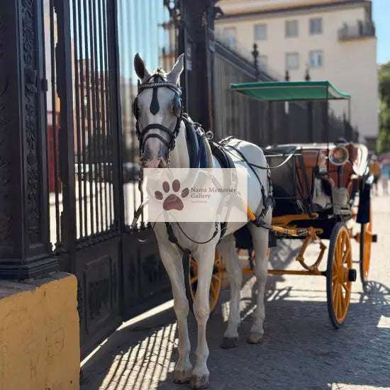 Spain - Seville - Perfect Sacred Moment - Digital Photo Download