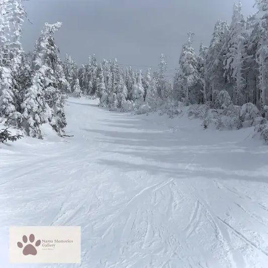 Tremblant Ski Pristine Alpine Fresh Snow